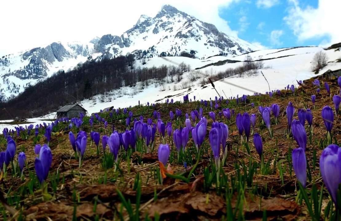 Komovi Eko Katun Martinovica 1750 Kolašin Zewnętrze zdjęcie